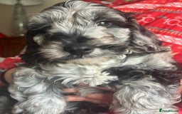 Cockapoo dogs for sale: 1st vac! Extensively health tested F1 cockerpoos   in Goole - Image 26