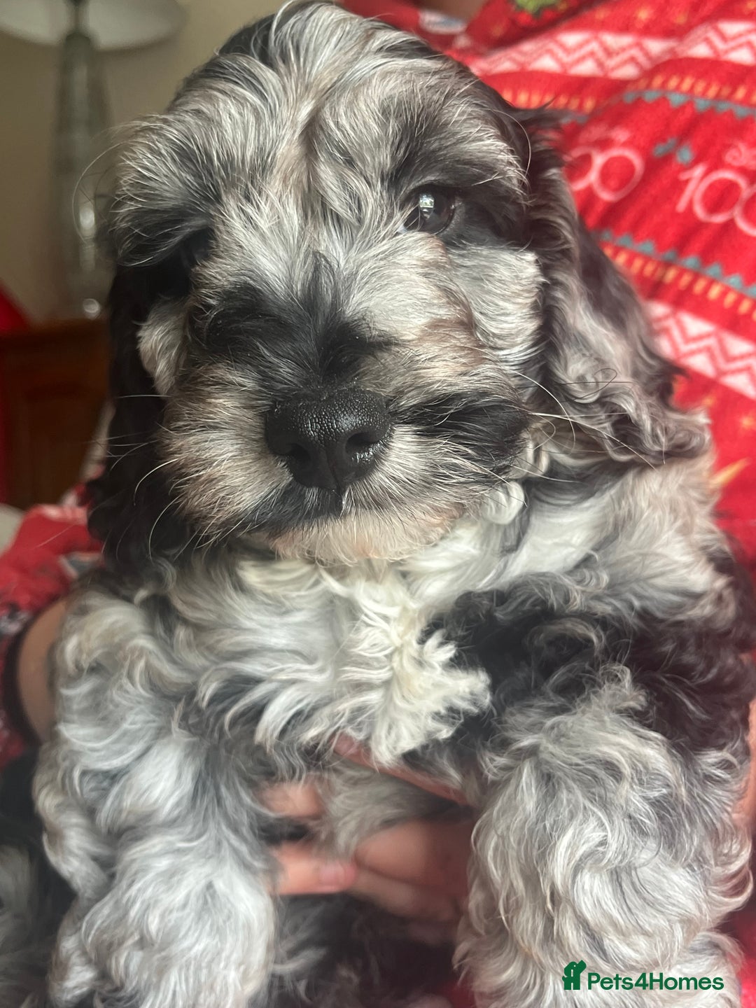 Cockapoo dogs for sale: 1st vac! Extensively health tested F1 cockerpoos   in Goole - Image 26