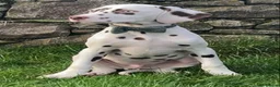 Dalmatian dogs for sale: KC Registered Dalmatian Puppies  - Advert 5