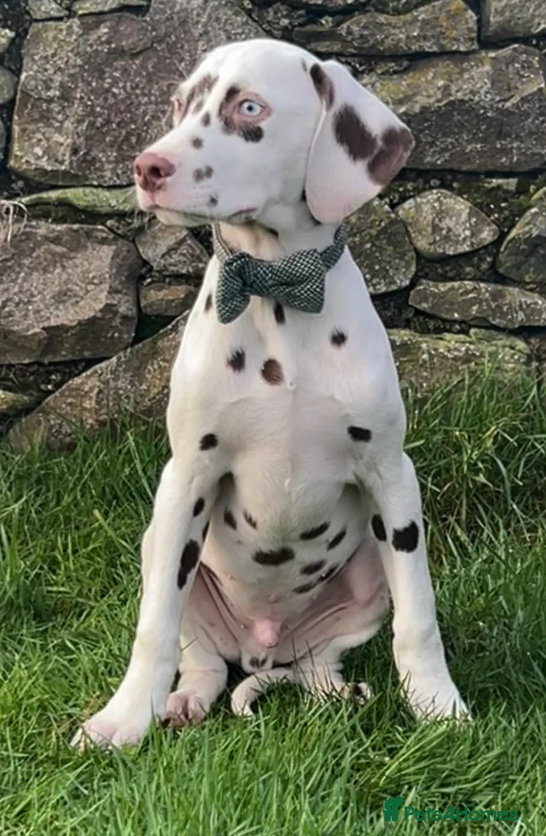 Dalmatian dogs for sale: KC Registered Dalmatian Puppies  - Advert 5