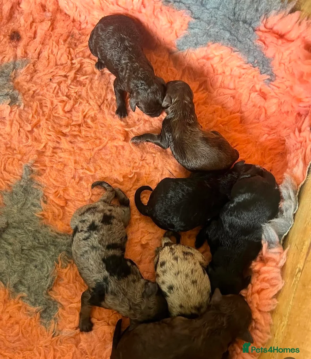 Toy Poodle dogs for stud: KC CHOCOLATE PHANTOM TOY POODLE in Willenhall - Advert 18