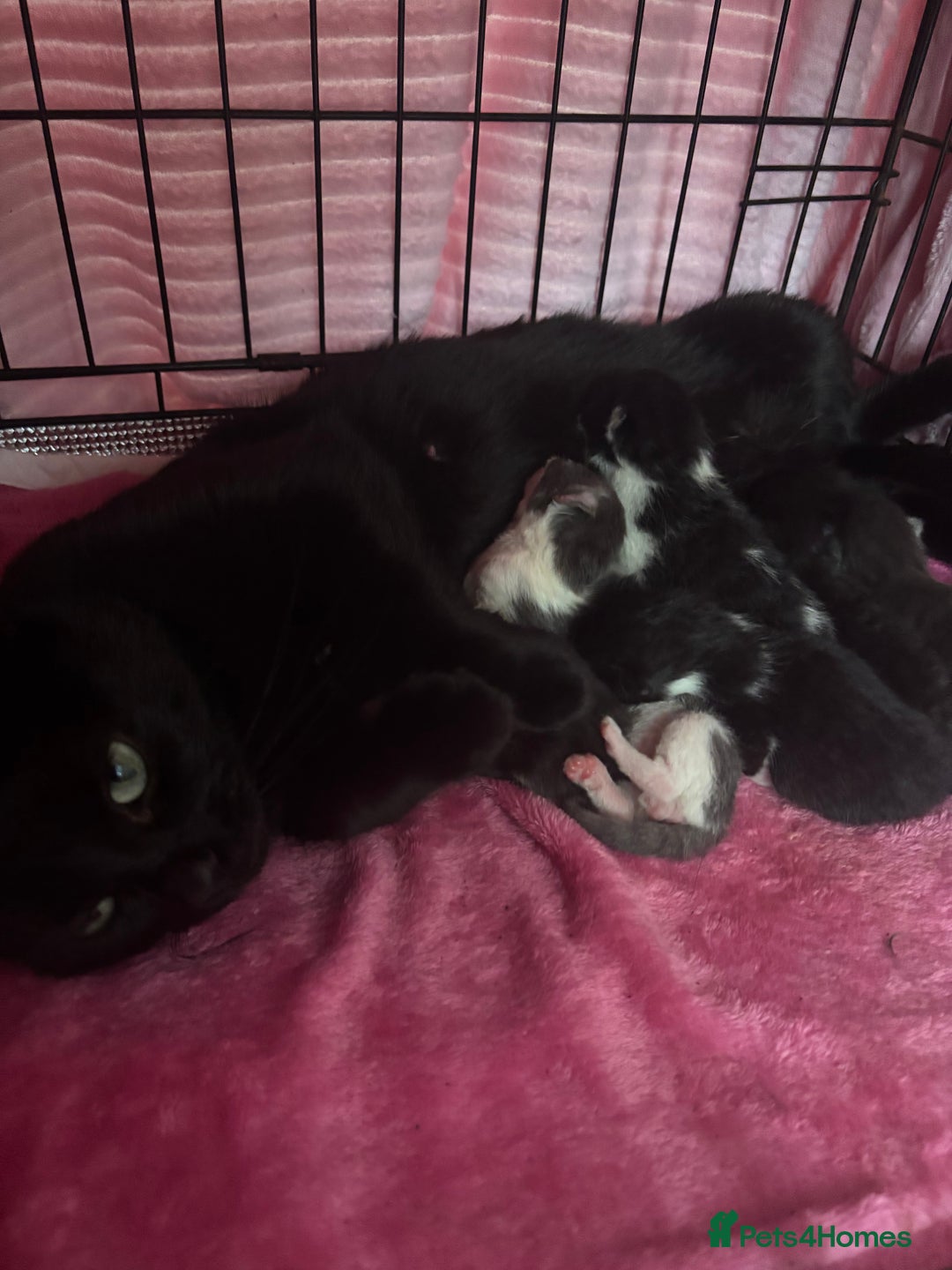Mixed Breed cats for sale: Beautiful kittens looking for forever home  - Image 7