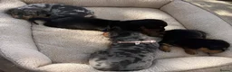 Dachshund dogs for sale: 9 Dachshunds available  in Leeds - Advert 8