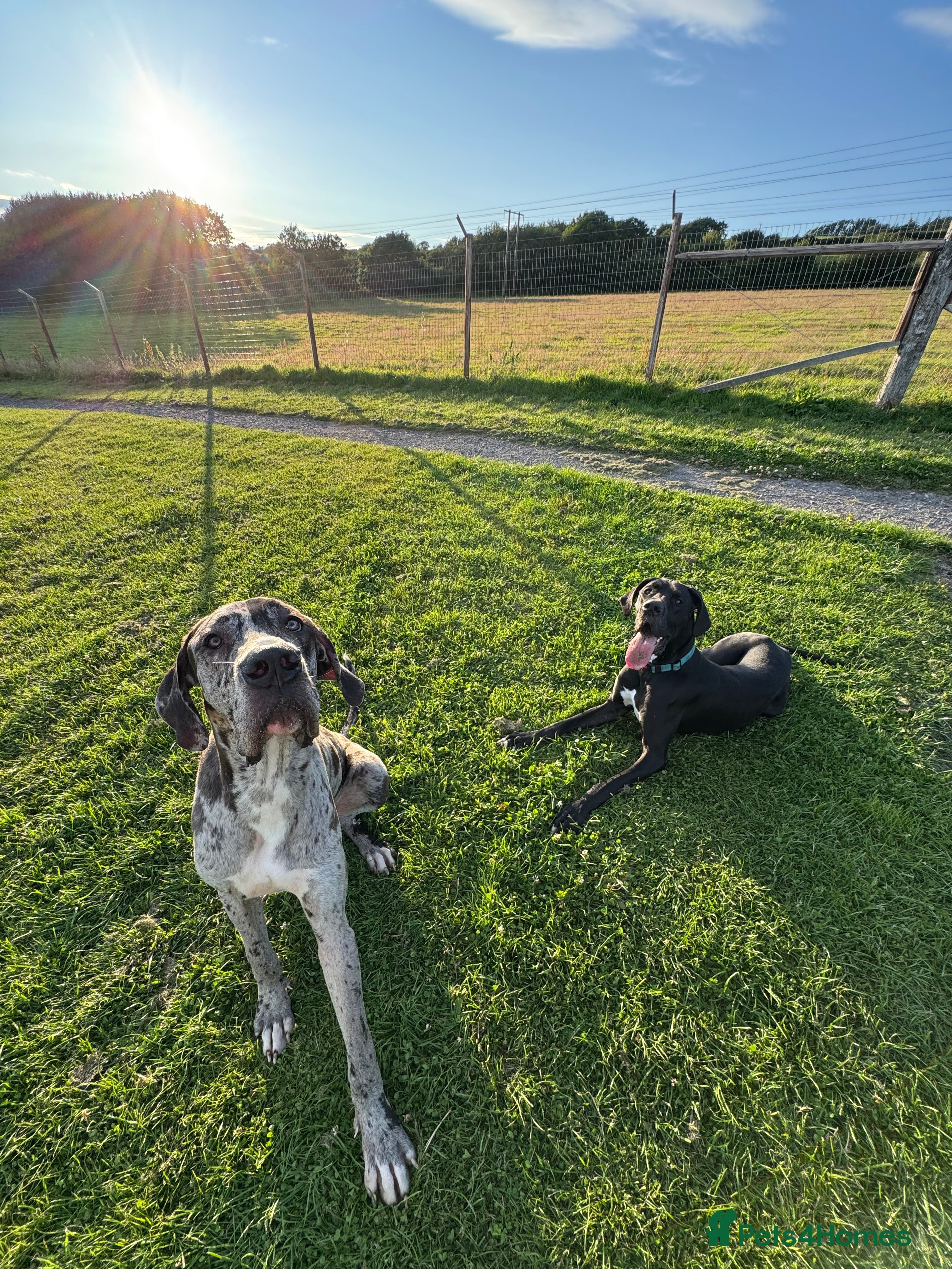 Great Dane dogs KC registered Great Dane pups due soon. - Advert 5