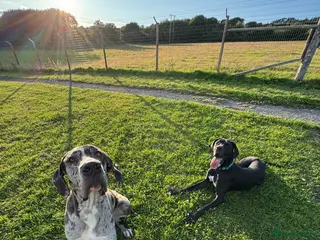 Great Dane dogs KC registered Great Dane pups due soon. - Advert 5