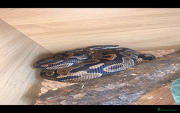 Python Snake reptiles for sale: Large ball python and vivarium - Image 1