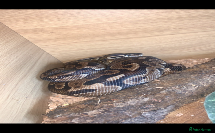 Python Snake reptiles - Advert 11