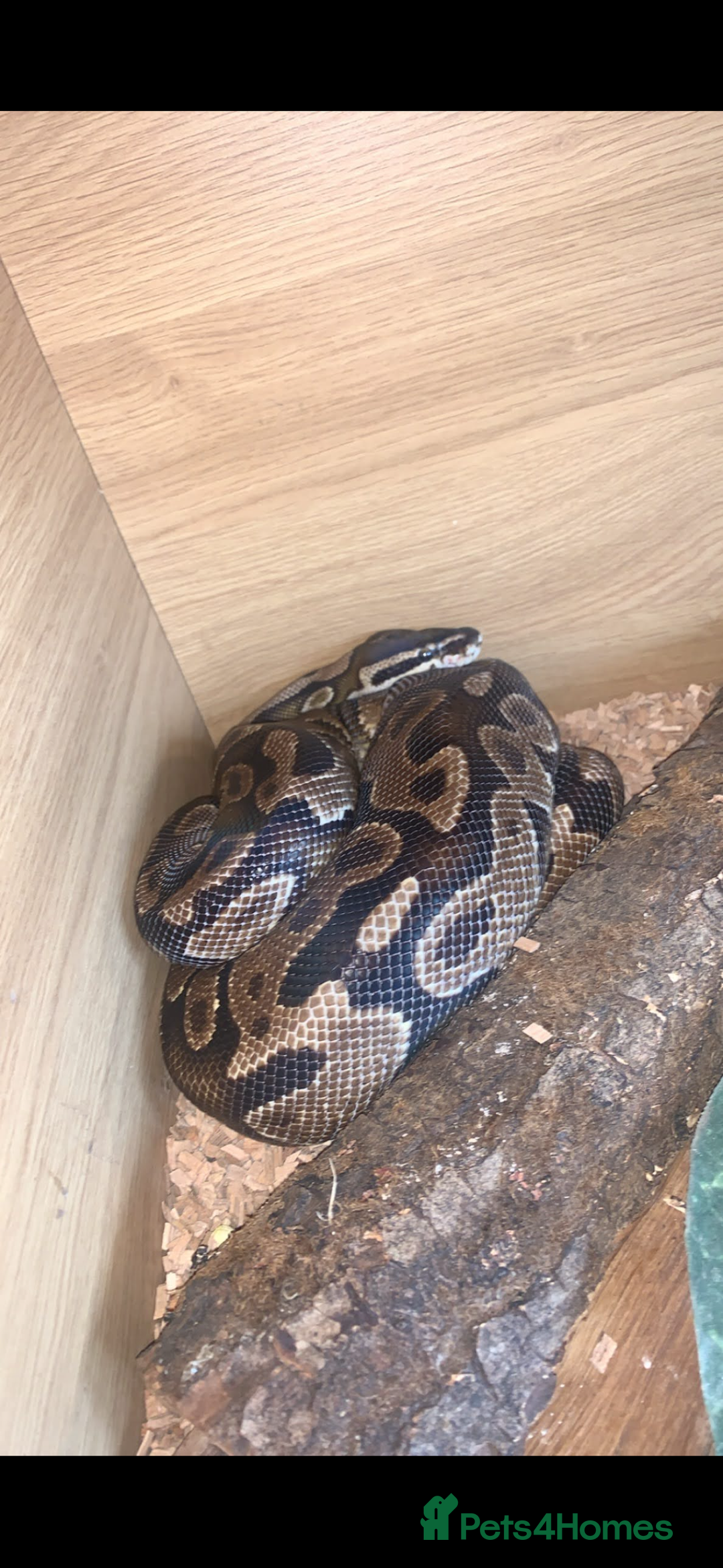 Python Snake reptiles for sale: Large ball python and vivarium - Image 1