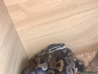 Python Snake reptiles - Advert 8