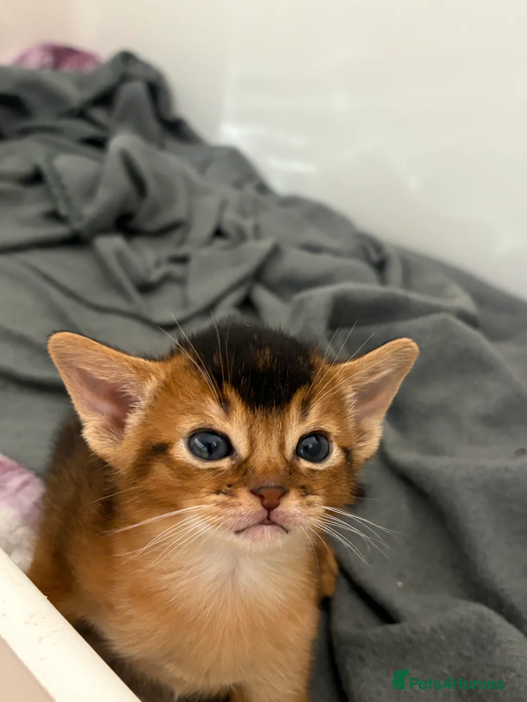 Abyssinian cats for sale: Abyssinian champion line kittens🏆 - Advert 2