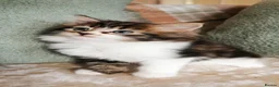 Maine Coon cats for sale: 🐾 Beautiful Maine Coon Kittens 🐾 - Advert 8
