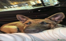 Mixed Breed dogs for sale: German Shepard X Belgium Malinos  - Image 5