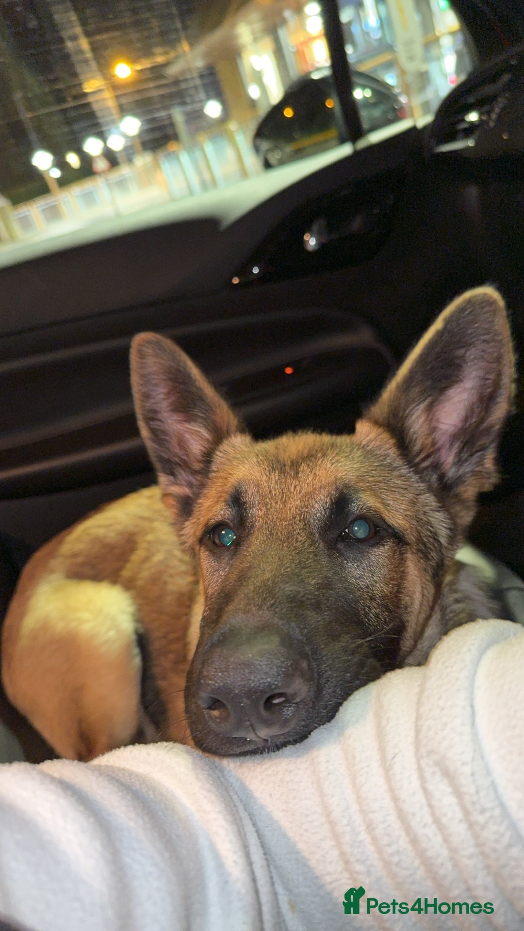 Mixed Breed dogs for sale: German Shepard X Belgium Malinos  - Image 5
