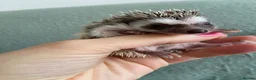 Pygmy Hedgehog rodents for sale: Ready now - Female Pygmy Hedgehog - Advert 21