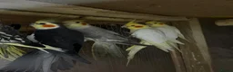 Mixed Breed birds for sale: Birds for sale *read description*  - Advert 17