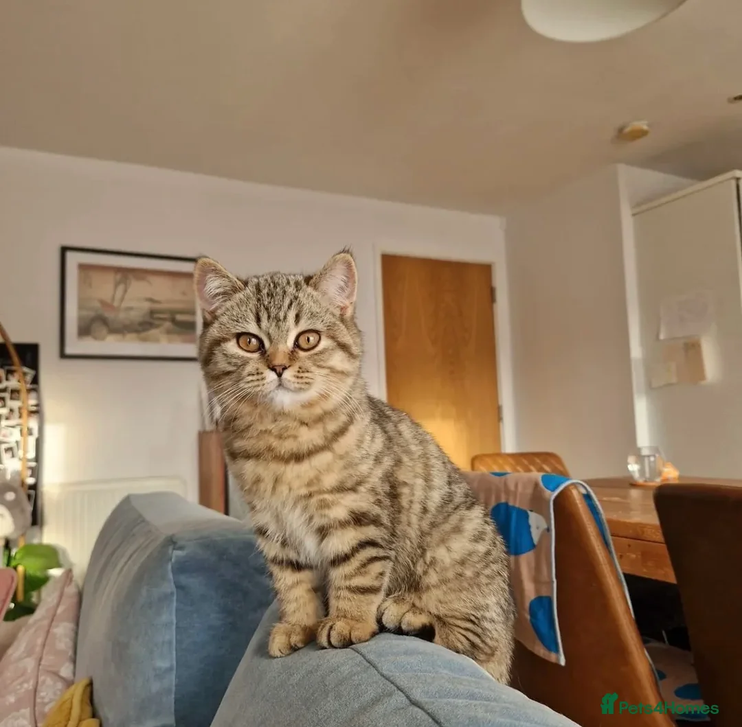 British Shorthair cats for sale: Pedigree tabby British shorthair lilac chocolate  - Advert 16