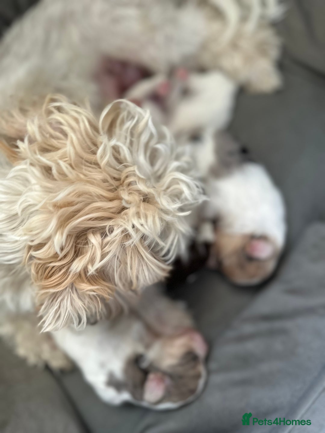 Mixed Breed dogs for sale: Litter of 5 beautiful puppies - Image 7