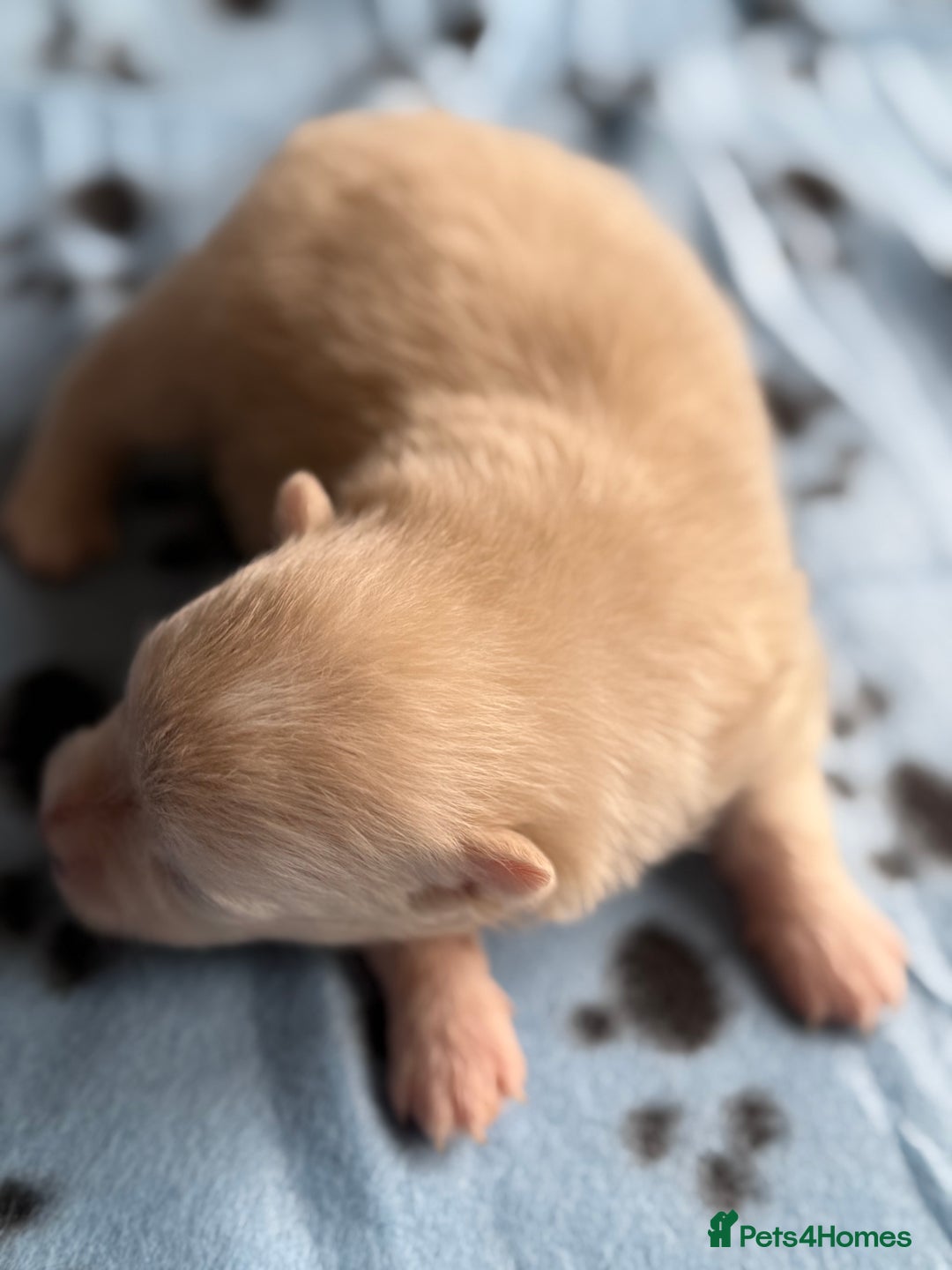 Pomeranian dogs for sale: BEAUTIFUL POMERANIAN PUPPIES  - Image 32