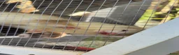 Ferret rodents for sale:     3 Female Ferrets to Rehome in Stourbridge - Advert 2