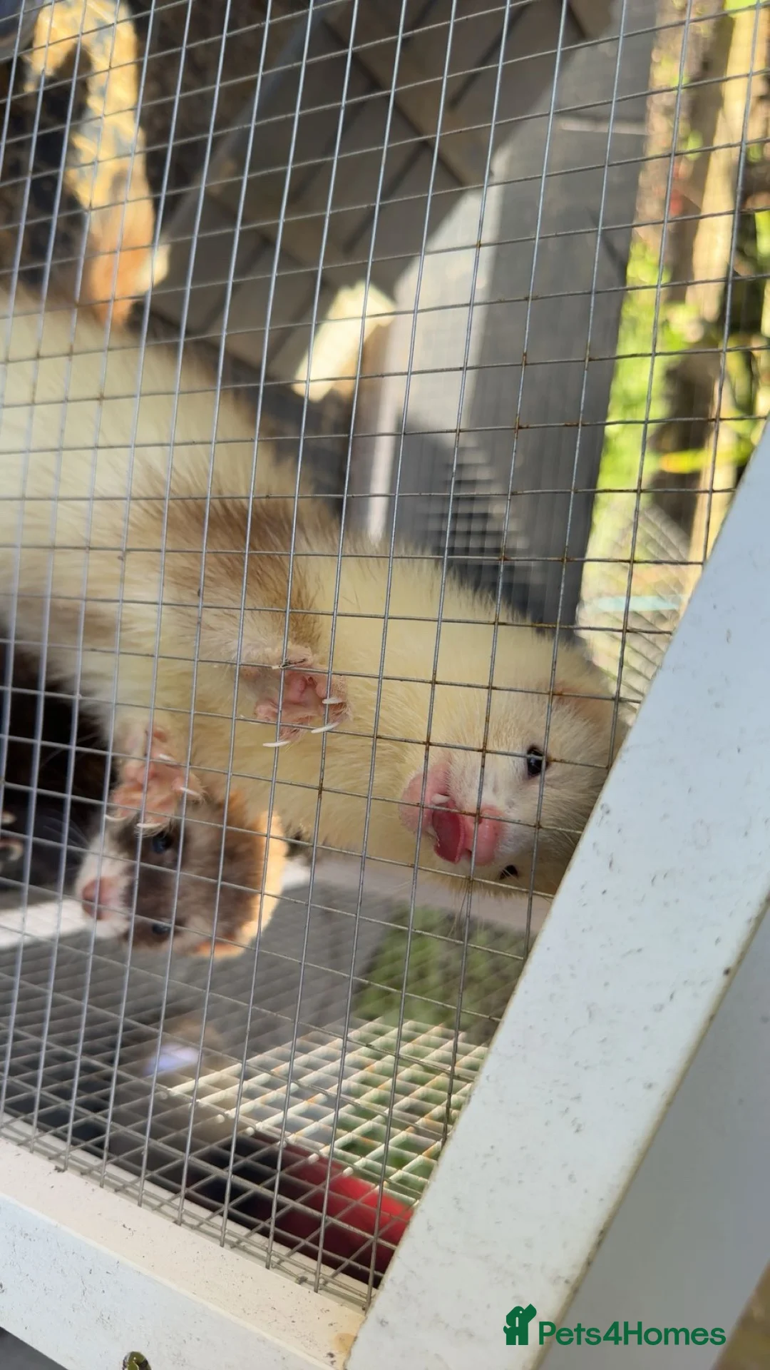 Ferret rodents for sale:     3 Female Ferrets to Rehome in Stourbridge - Advert 2