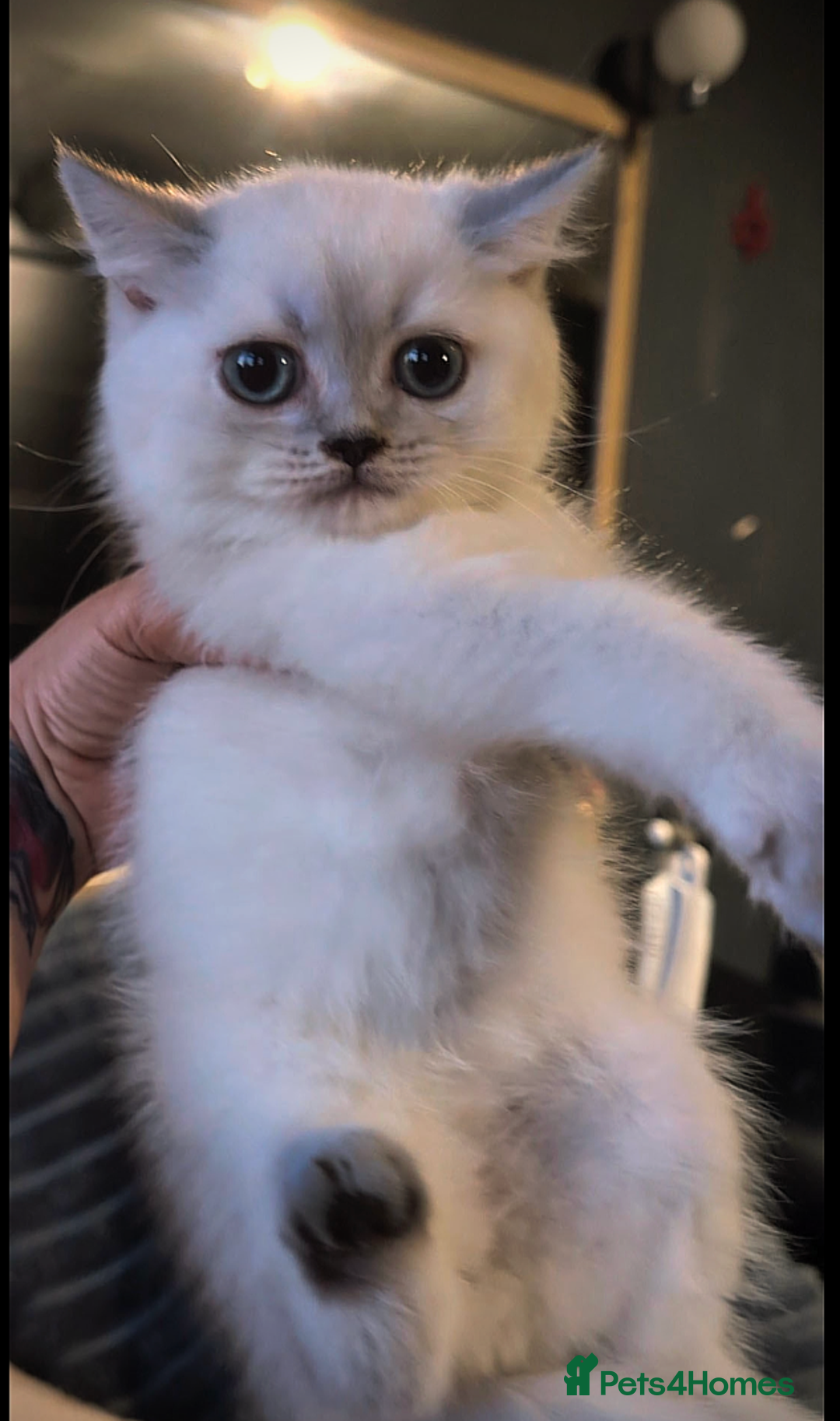 British Shorthair cats for sale: 💙❤️COLORPOINT 🐾BSH 🏆GCCF & TICA reg - Image 7