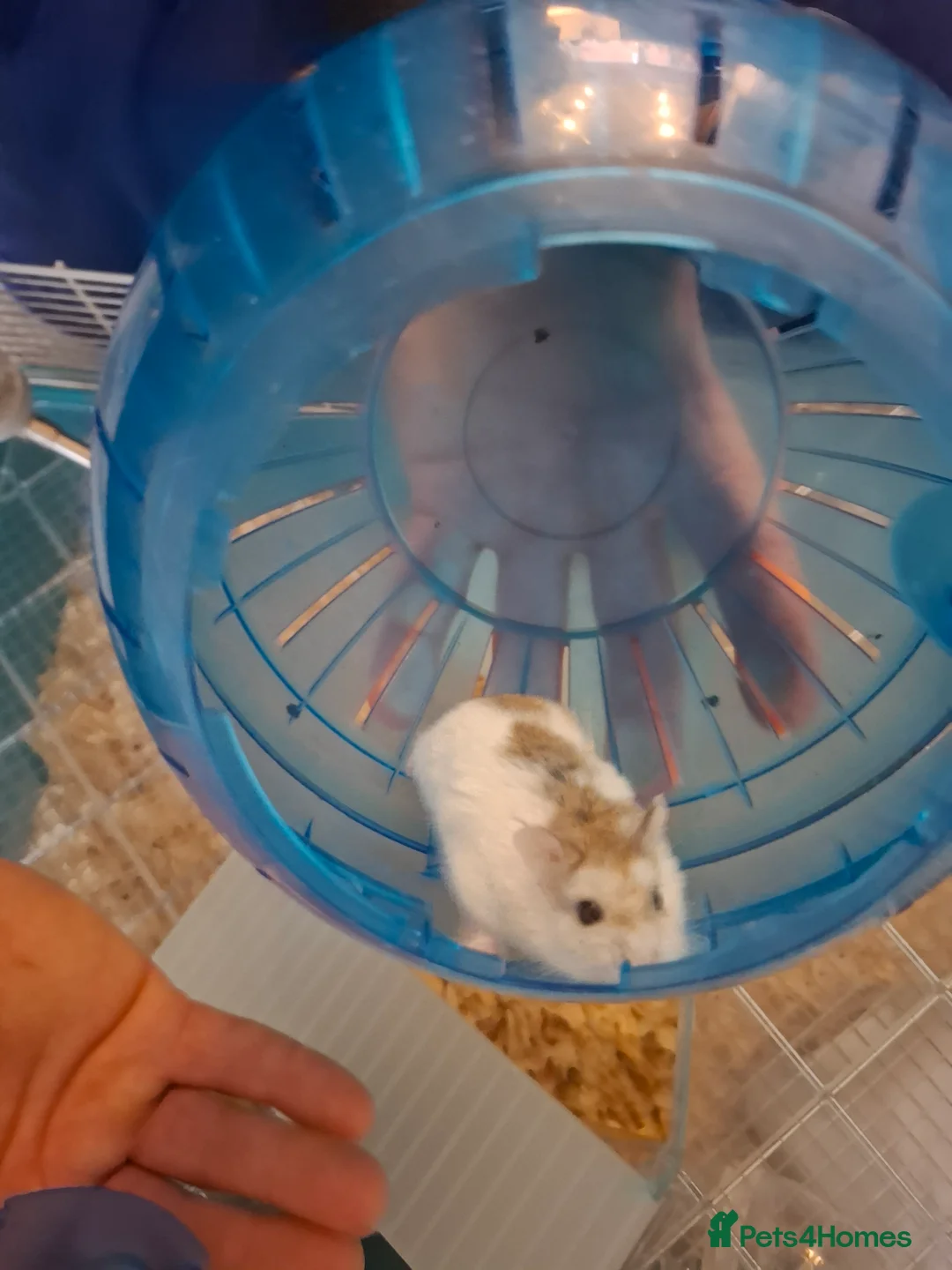 Hamster rodents for sale: Hamster - Advert 3