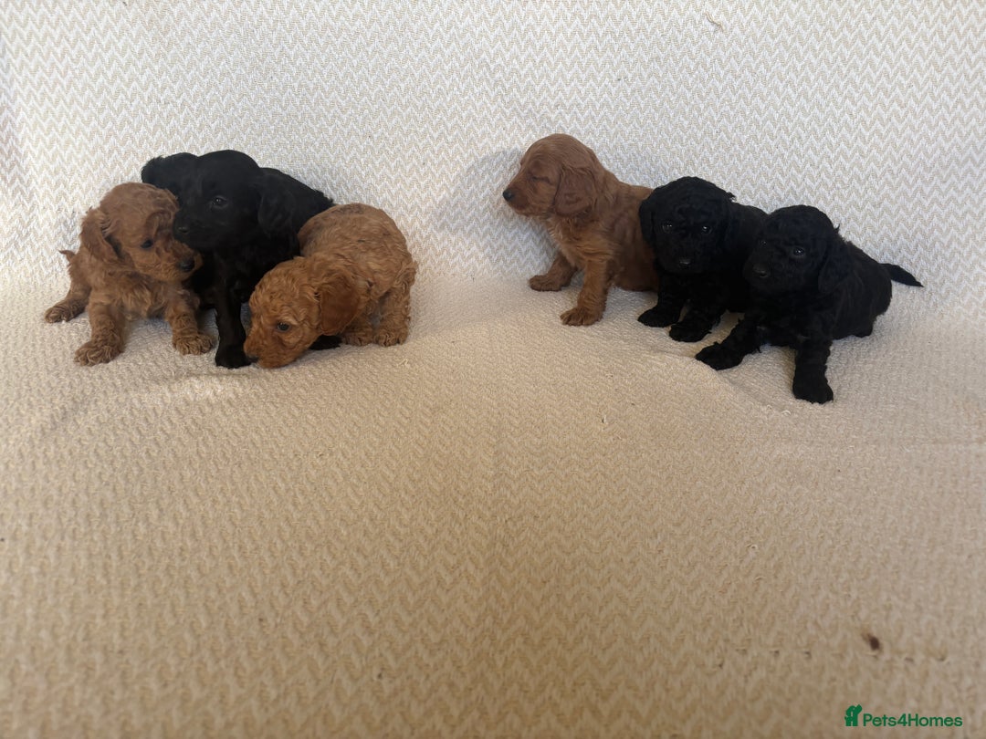 Cockapoo dogs for sale: Cockapoo puppies - Advert 15
