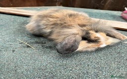 Mini Lion Lop rabbits for sale: Stunning coloured mini lion lops - Image 4