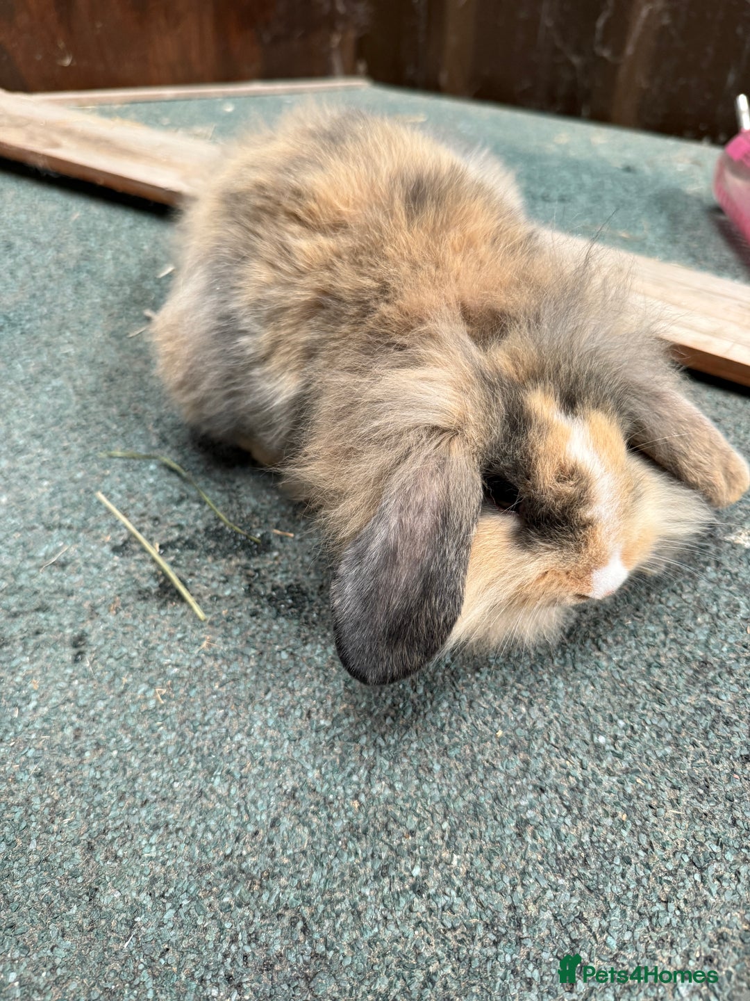 Mini Lion Lop rabbits for sale: Stunning coloured mini lion lops - Image 4