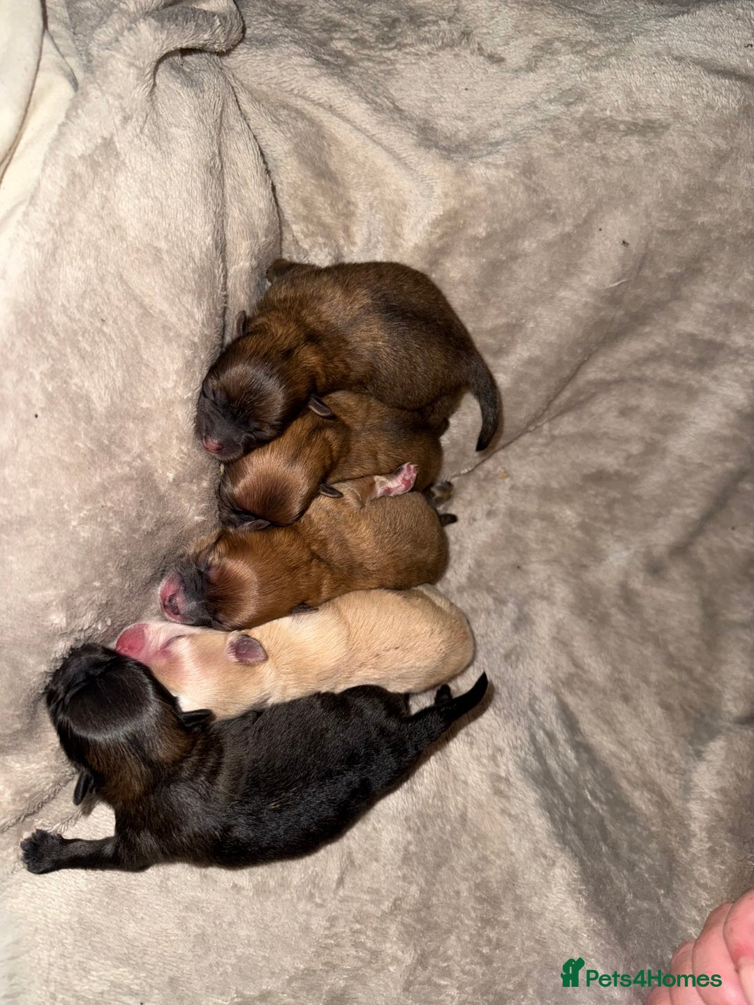 Pomeranian dogs for sale: Pomeranian puppies  - Advert 3