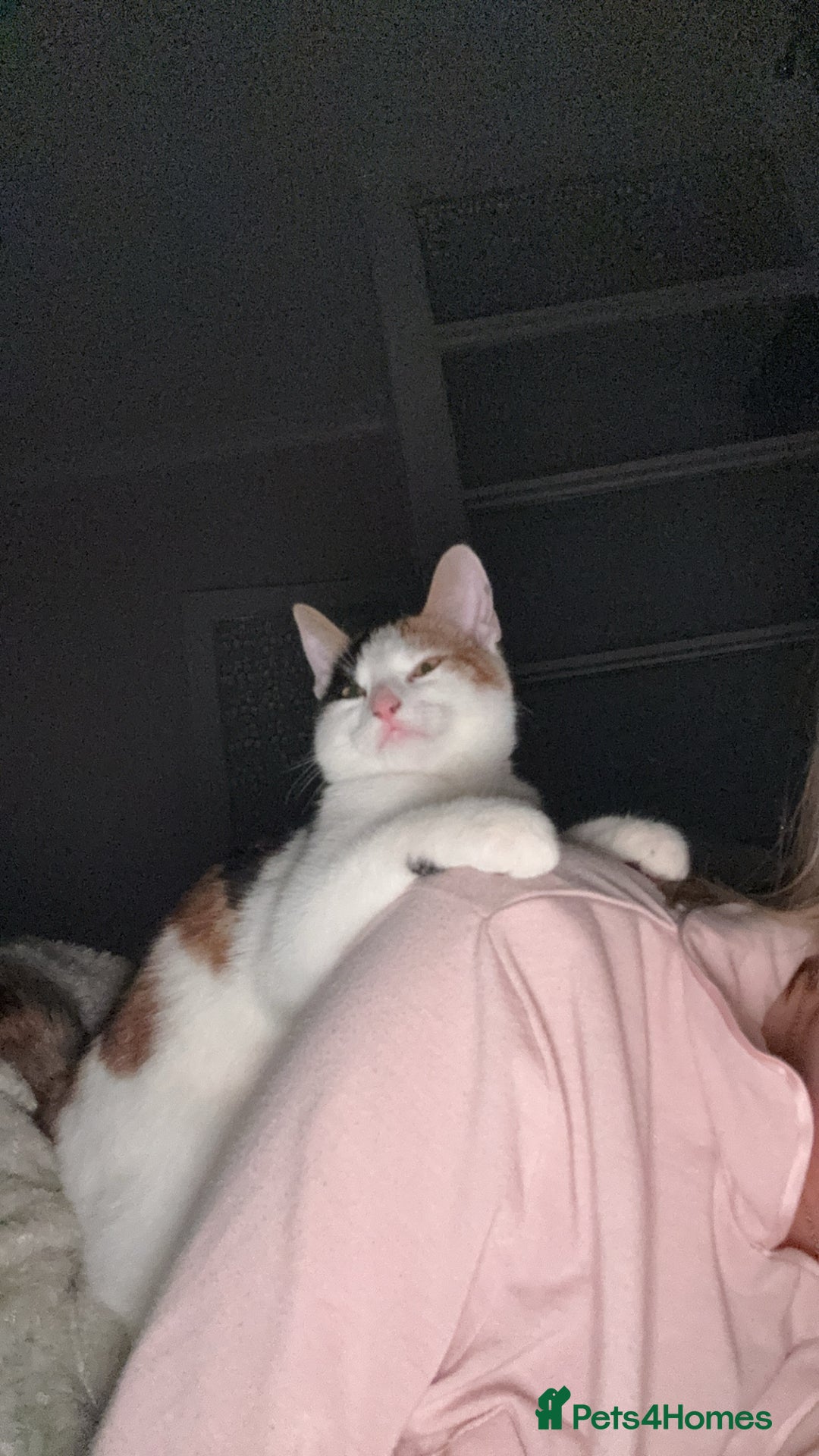 Domestic Shorthair cats for sale: Beautiful 7 month Calico  - Advert 4