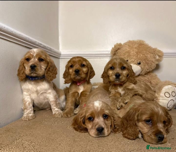 Cavapoo dogs F2 Cavapoo puppies 🐶 - Advert 1