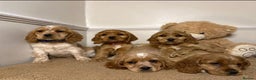 Cavapoo dogs for sale: F2 Cavapoo puppies 🐶 - Advert 1