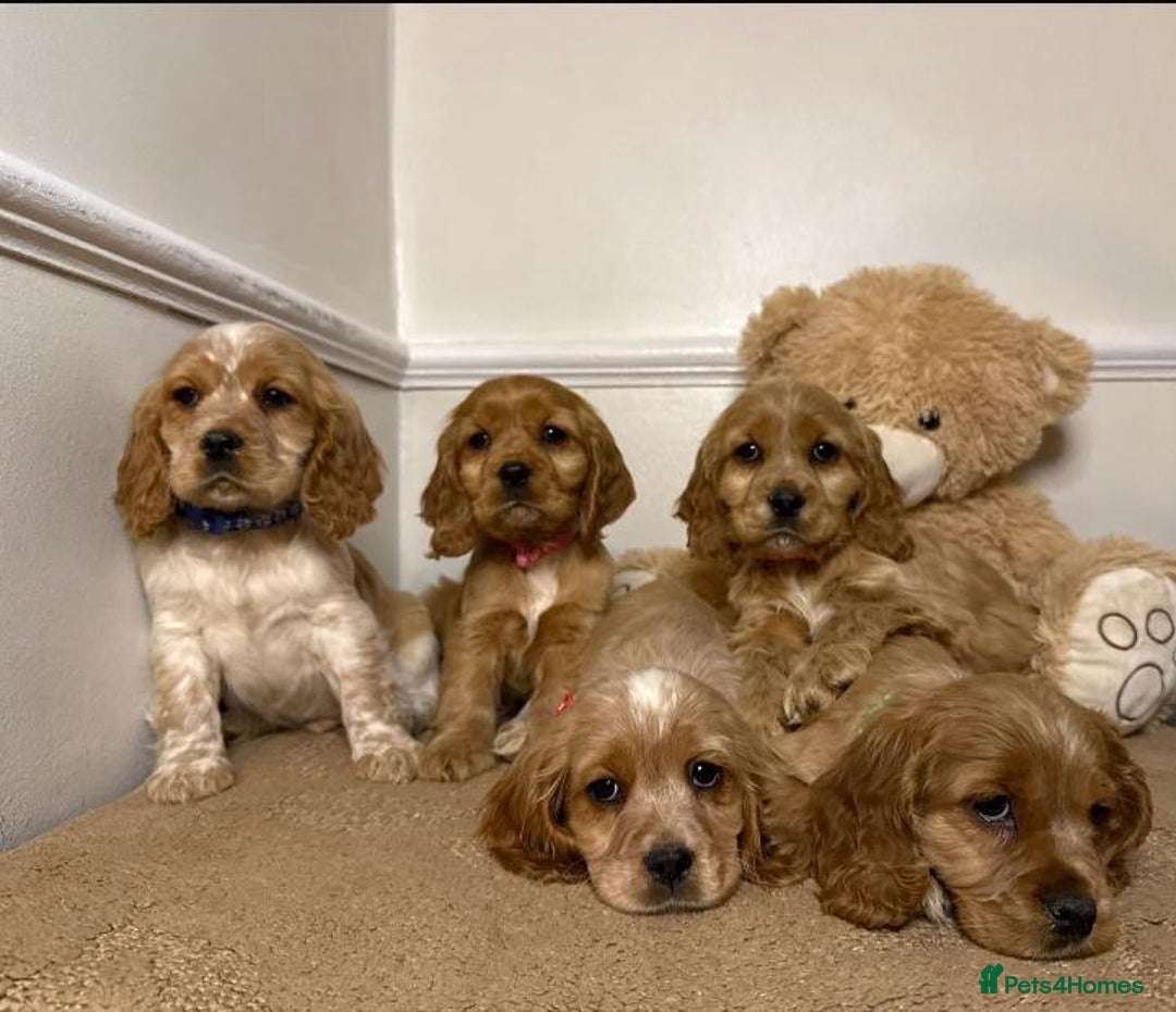 Cavapoo dogs for sale: F2 Cavapoo puppies 🐶 - Advert 1