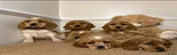 Cavapoo dogs for sale: F2 Cavapoo puppies 🐶 - Advert 1