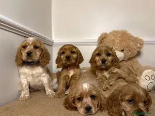 Cavapoo dogs F2 Cavapoo puppies 🐶 - Advert 11