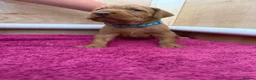 Hungarian Vizsla dogs for sale: Wirehaired Hungarian Vizsla - Advert 27