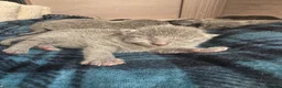 Russian Blue cats for sale: 🐾 Beautiful Russian Blue Kittens 🐾 - Advert 8