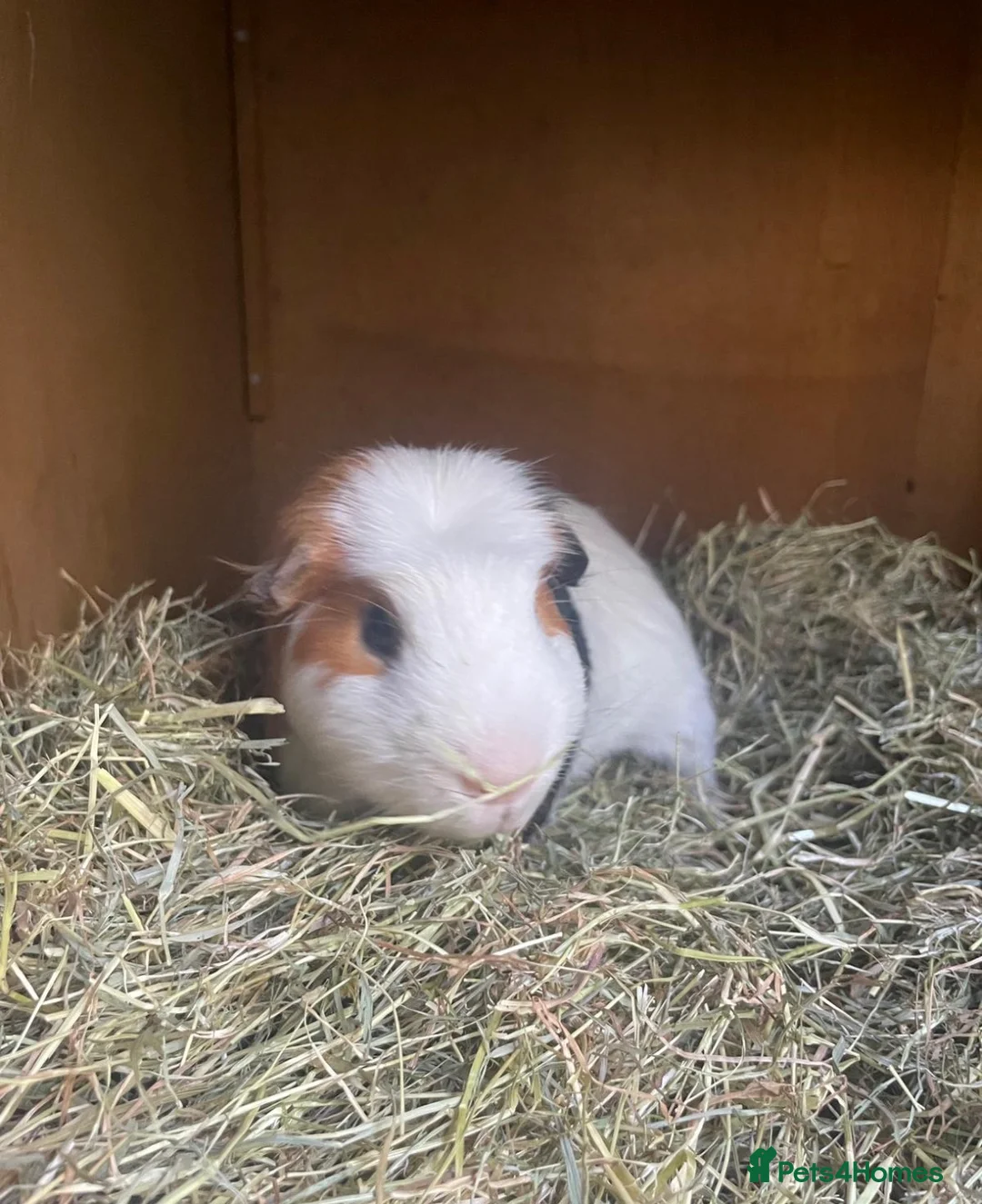 Guinea Pig rodents for sale: Two Male Guinea Pigs - Advert 2