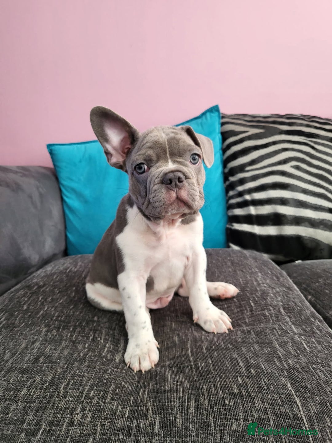 French Bulldog dogs for sale: KC Registered Frenchies ONLY 3 LEFT - Image 12