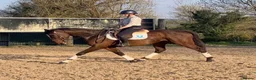 Irish Sports horses for sale: Fantastic opportunity to produce  - Advert 7