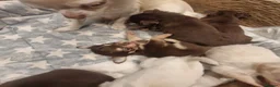 Chihuahua dogs for sale: Long coat Chihuahua puppies  - Advert 4