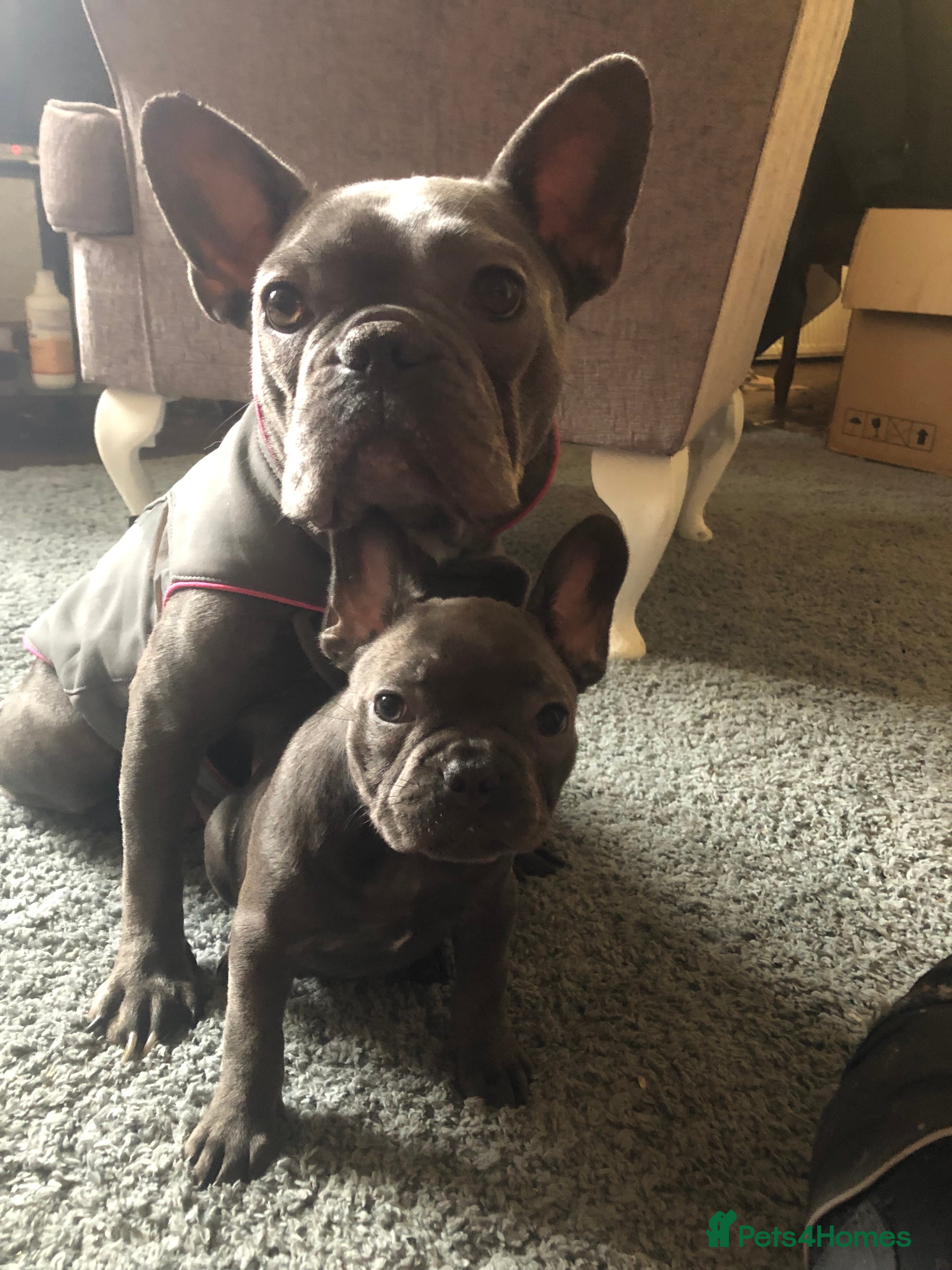 French Bulldog dogs QUALITY SOLID BLUE FRENCH BULLDOG PUPPIES  - Advert 6