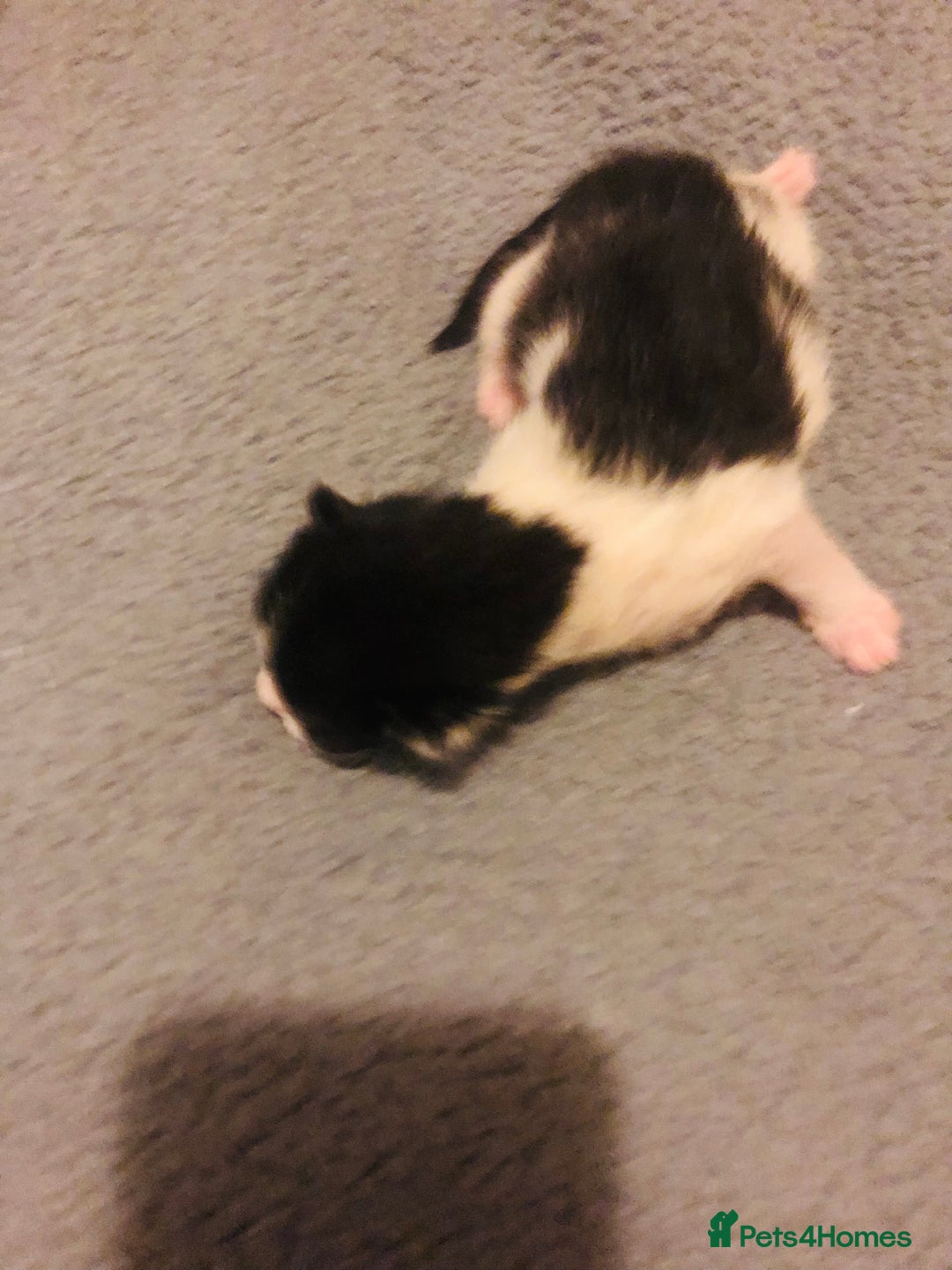 Mixed Breed cats for sale: Three lovely kitten ready in march  - Advert 7