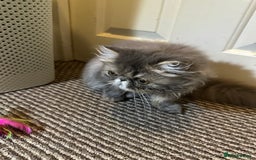 Persian cats for sale: Classic Blue Persian Tabby Ark Star blood line  - Image 3