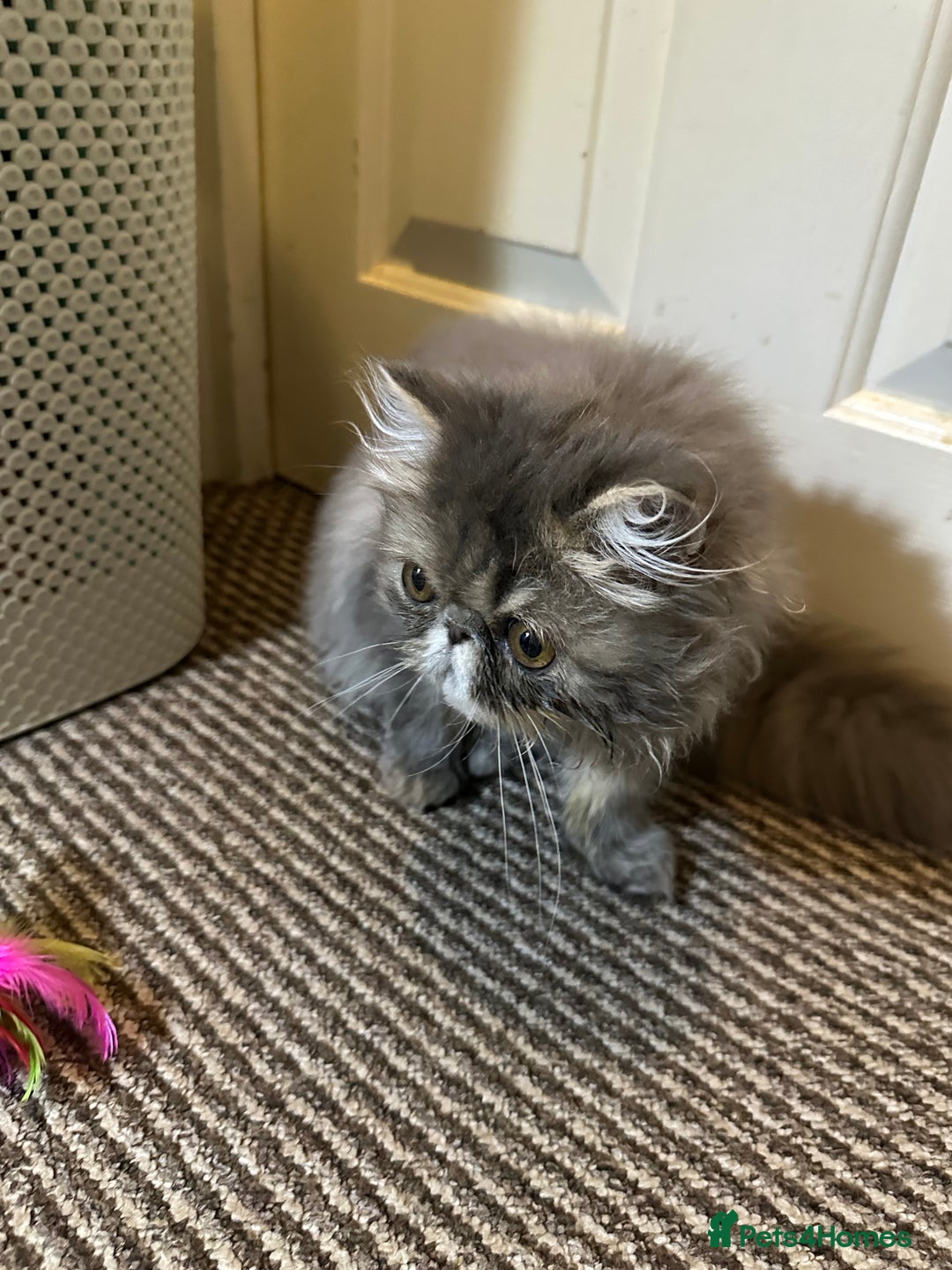 Persian cats for sale: Classic Blue Persian Tabby Ark Star blood line  - Image 3