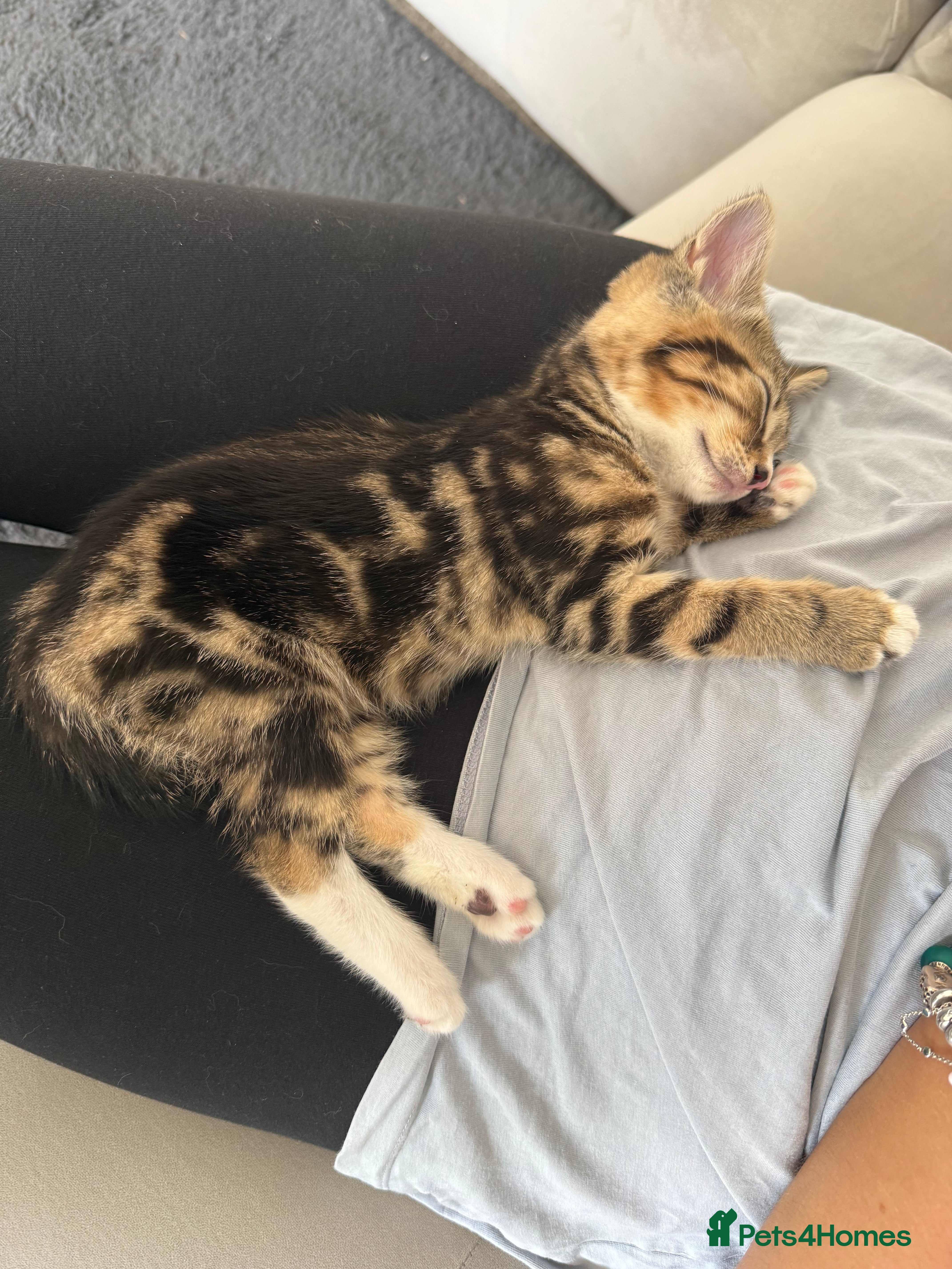 Mixed Breed cats Last female tabby  - Advert 11