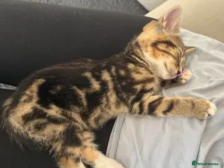 Mixed Breed cats Last female tabby - Advert 11
