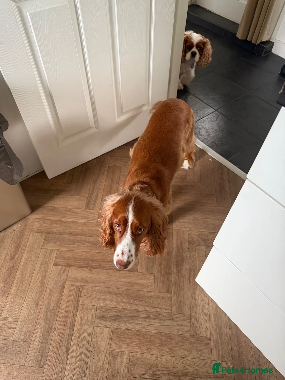 Cocker Spaniel dogs for sale: Thor is a 3 year old neutered male cocker spaniel - Advert 2