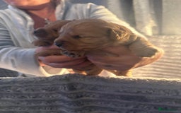 Cavapoochon dogs for sale: Cavapoochon puppies  - Image 13